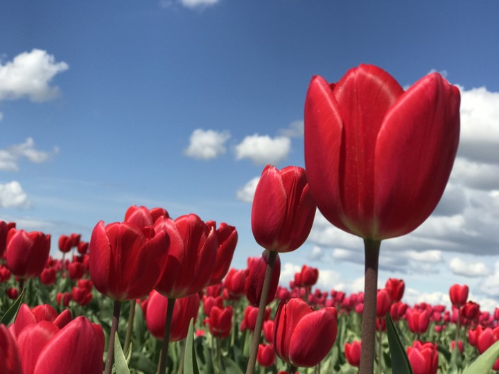 tulip