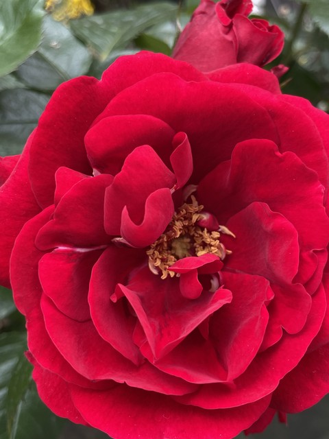 rose, petal वॉलपेपर
