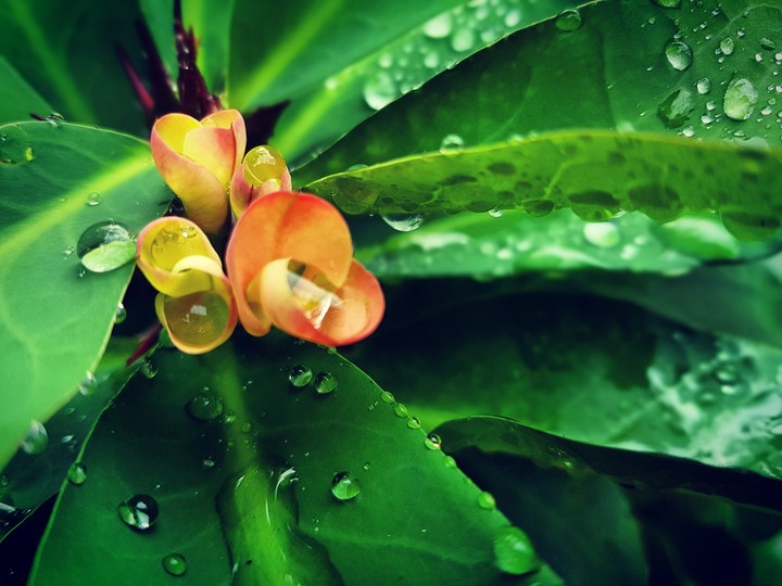 Beauty of Nature