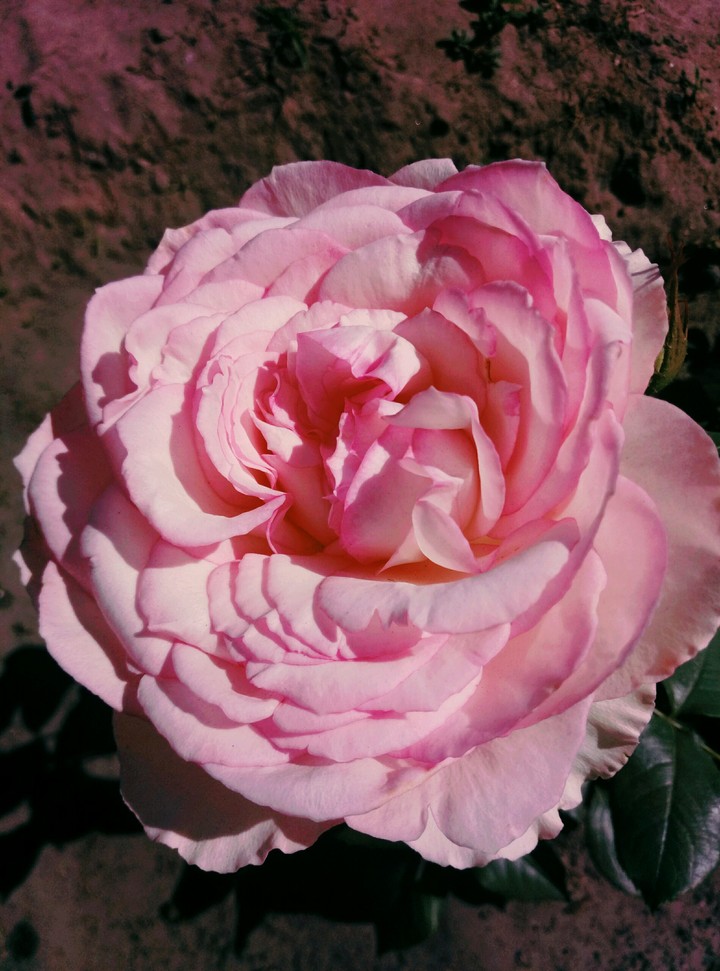 rose