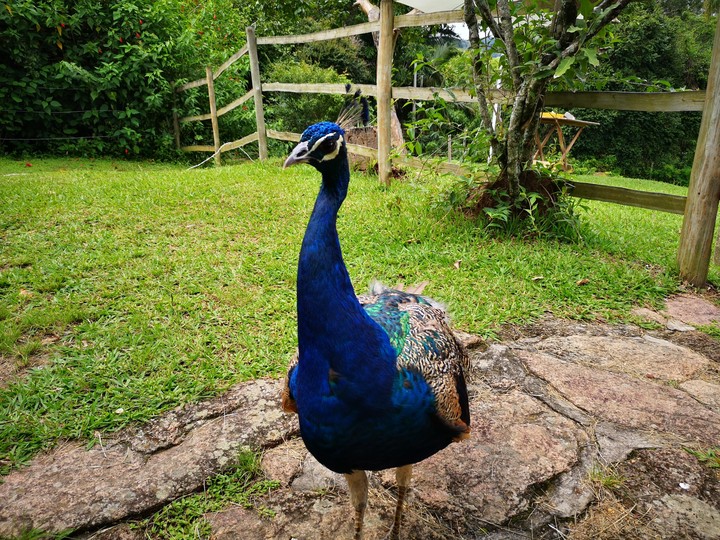 Pavão