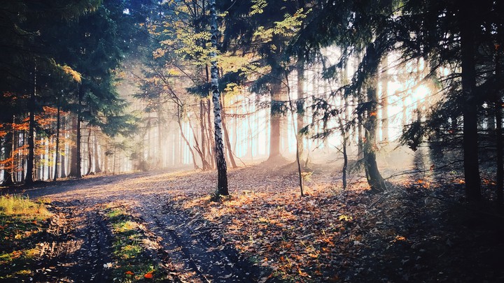 woods
