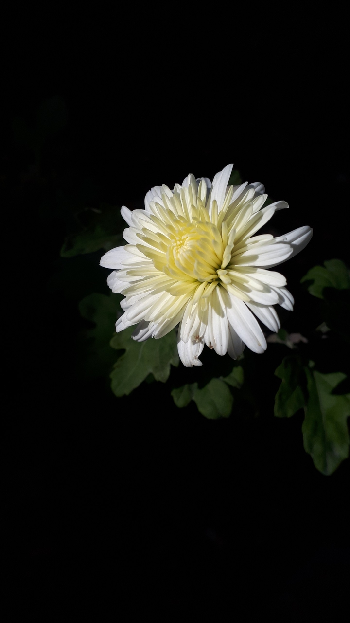 Dream in dark