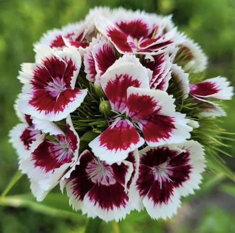 sfondi flower, magenta