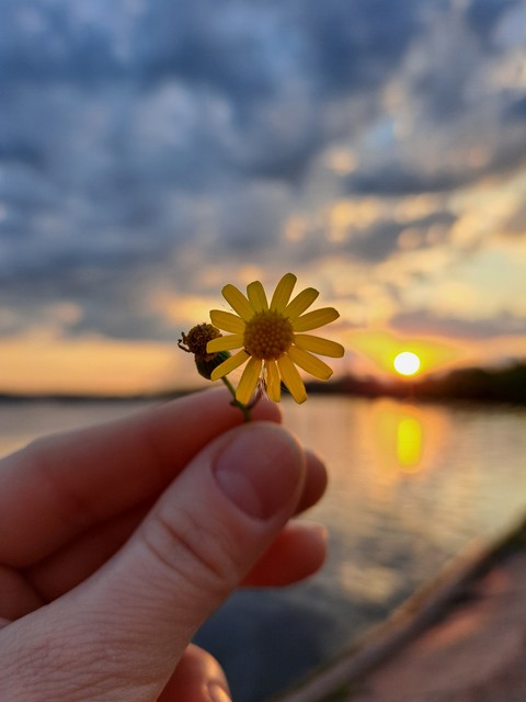 fondos de pantalla wildflower, evening
