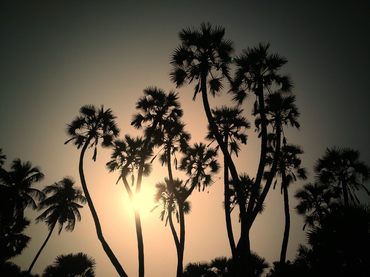Twin trees