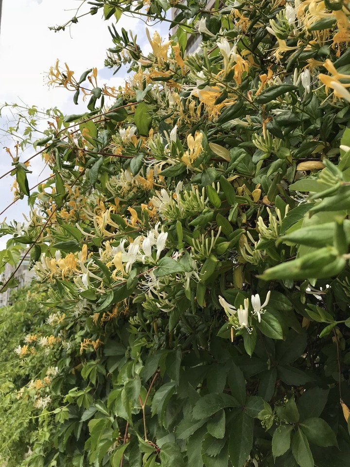 honeysuckle