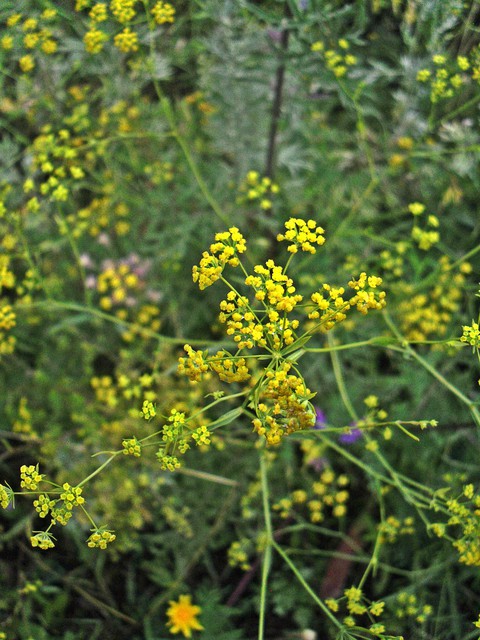 тапети plant, Mustard