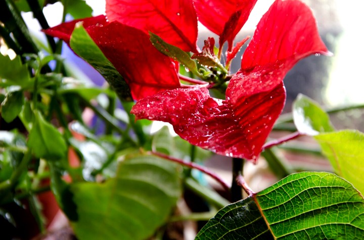 Christmas flower