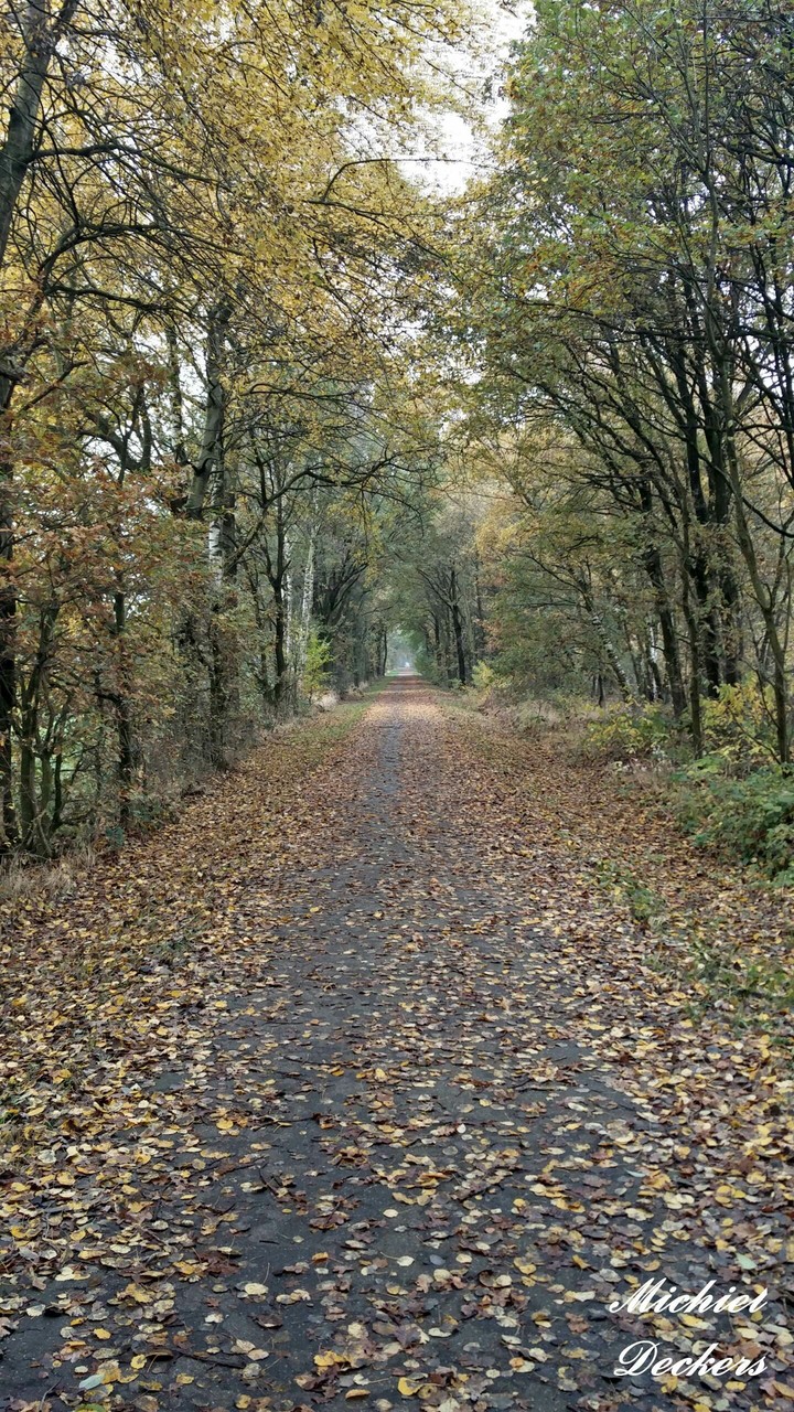 An endless road into the woods