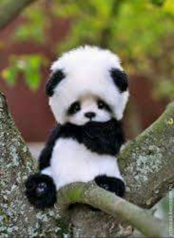 panda