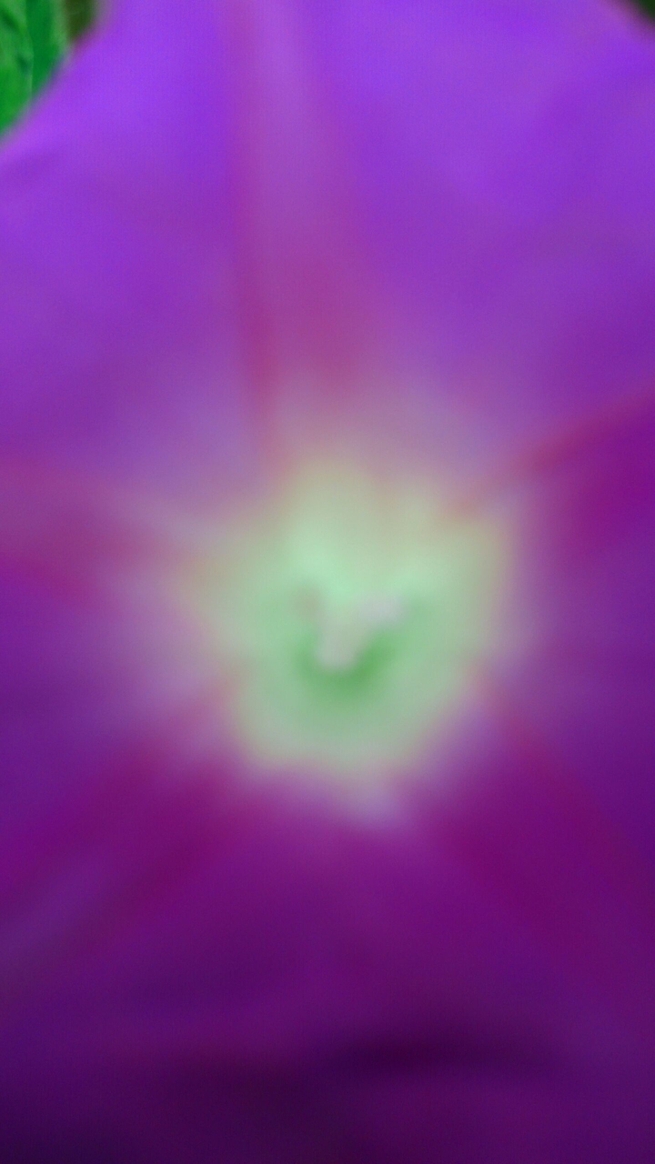 Flower blur flower background fundo