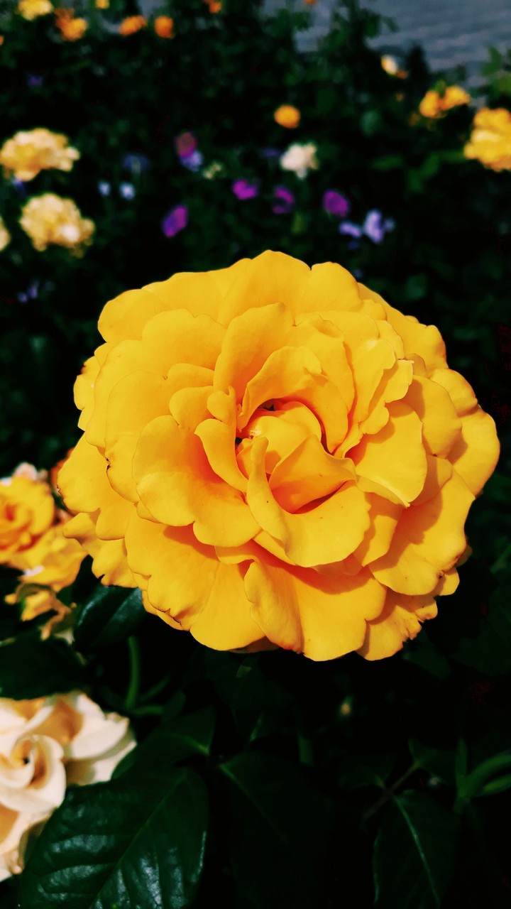 rose