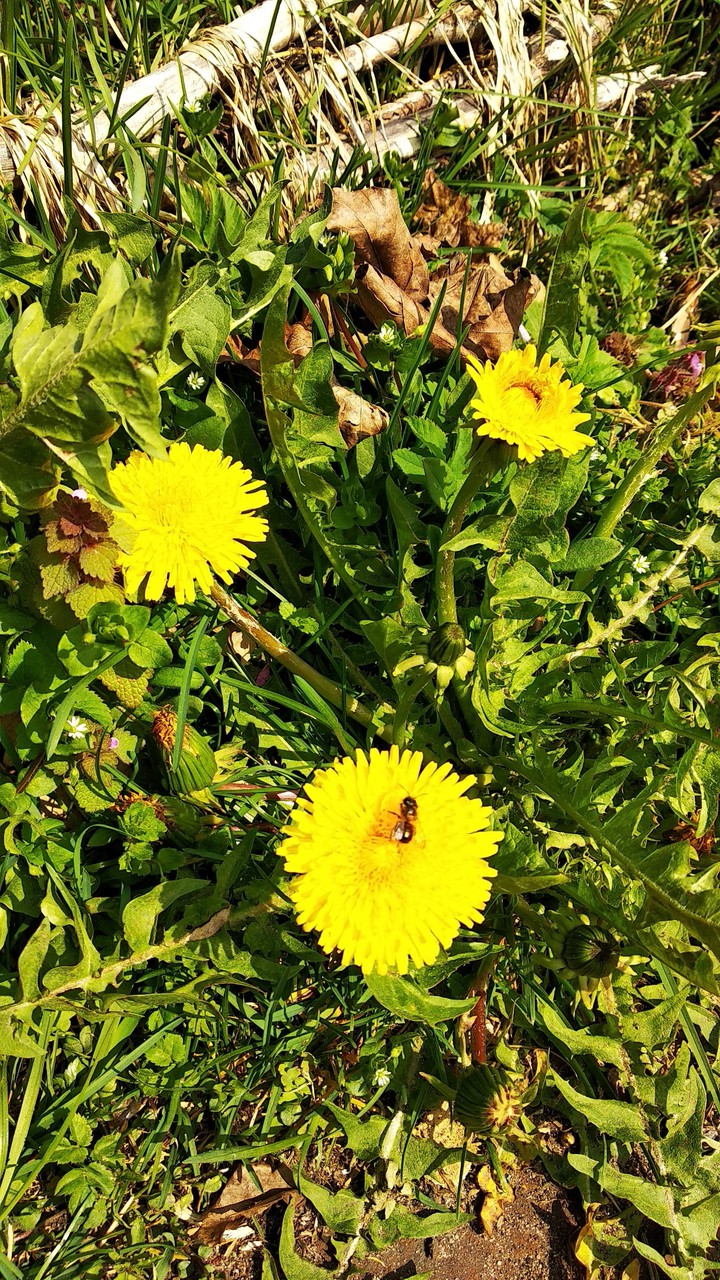 Dandelion