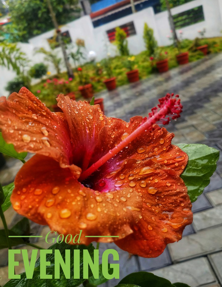 good evening