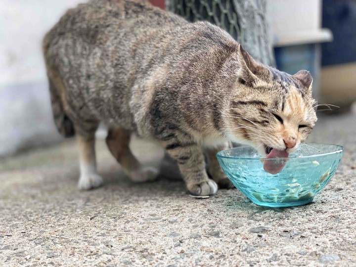 냥이