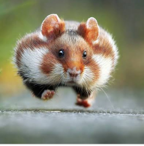Mouse, 眼睛壁纸