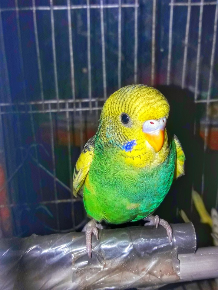 love pet