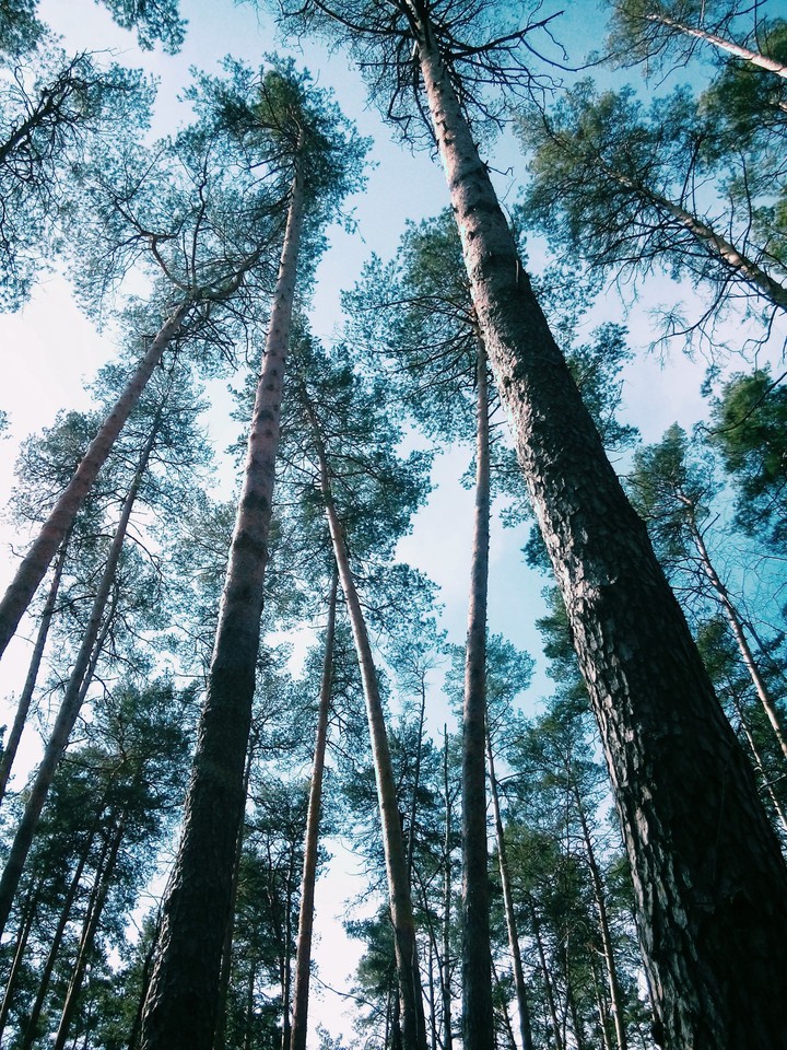 лес