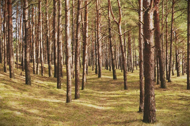 Forest