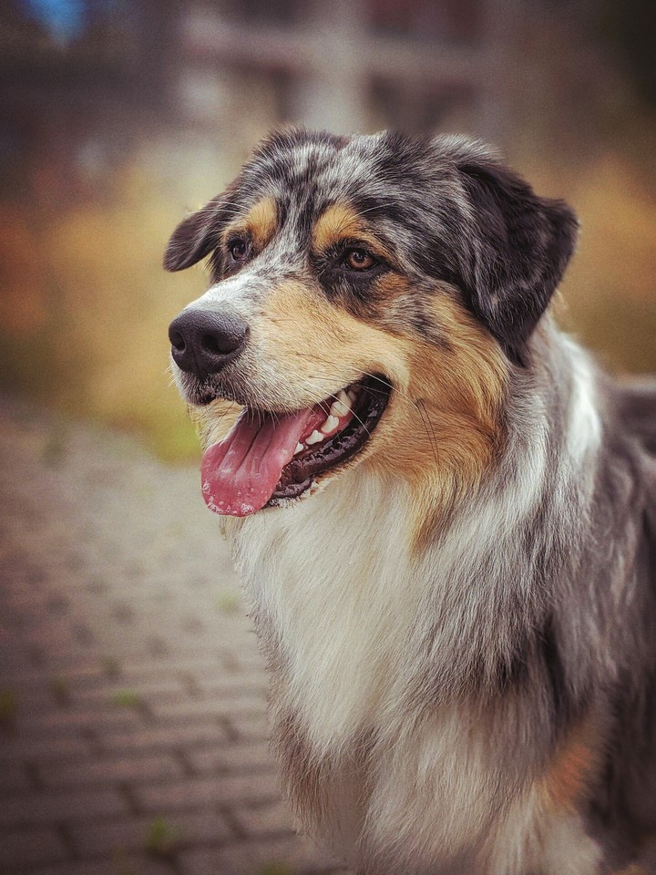 Australian Shepherd (✿ ♡‿♡)