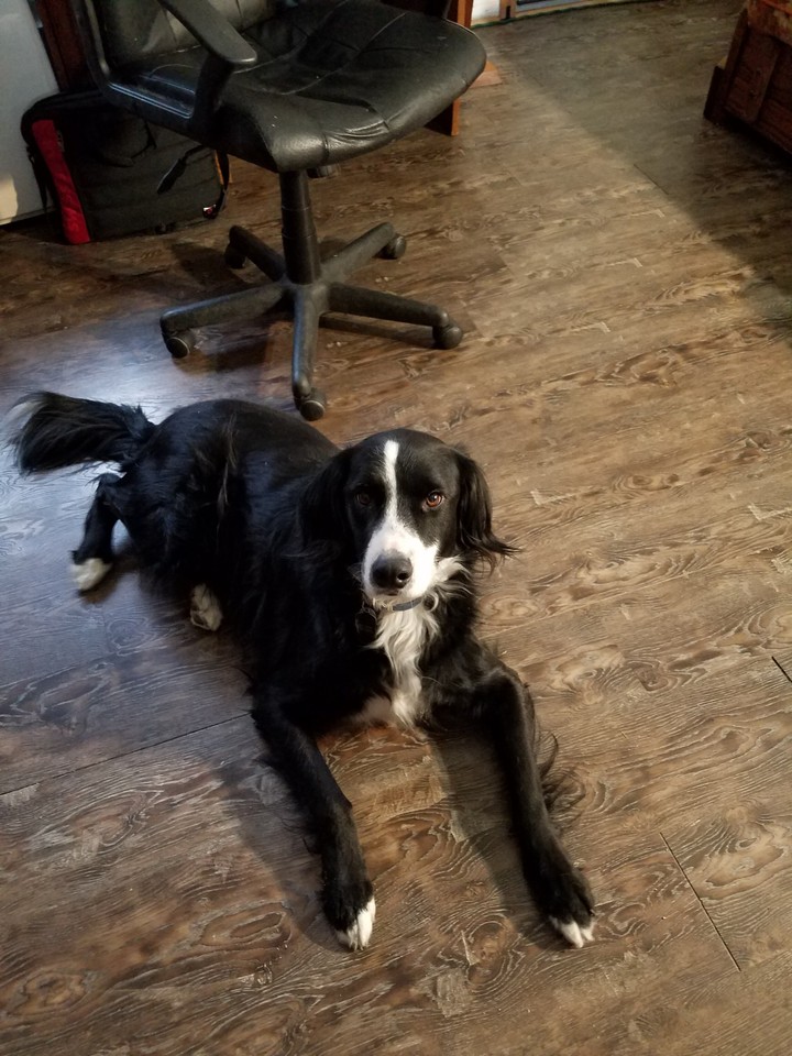 my dog shadow