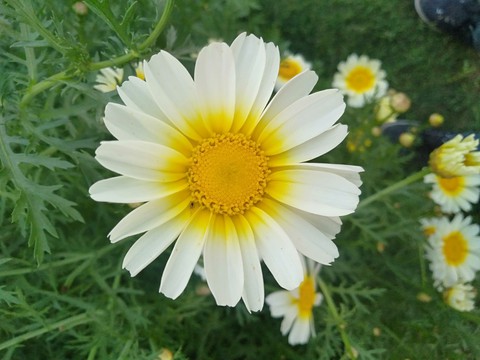 white beauty