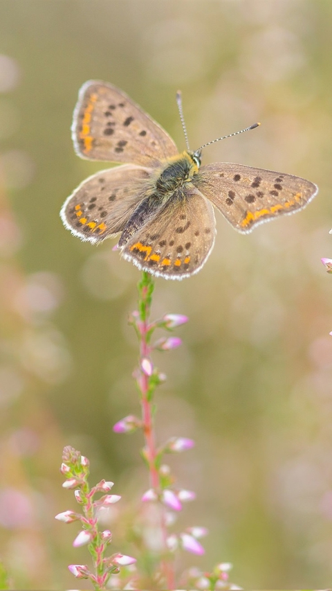 butterfly