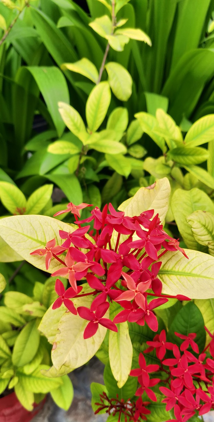 #greenery #nature #flower