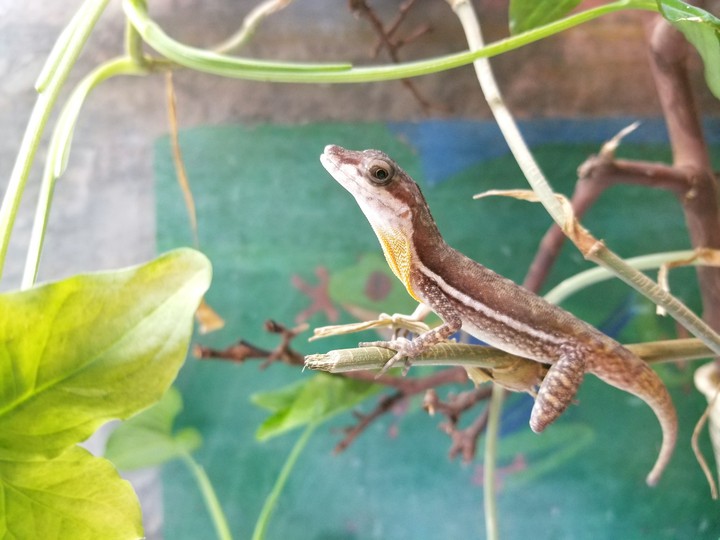 Little lizard