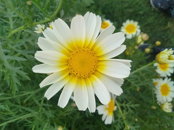 white beauty