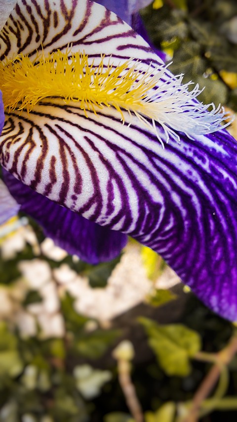 Purple Flower