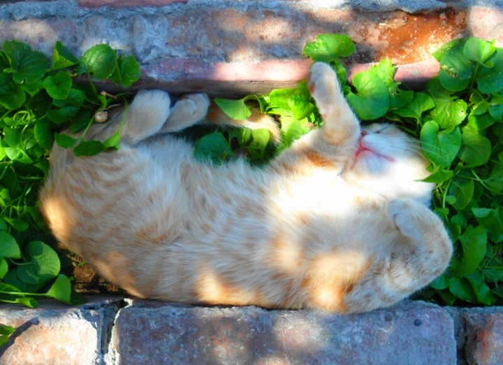 Gatito durmiendo