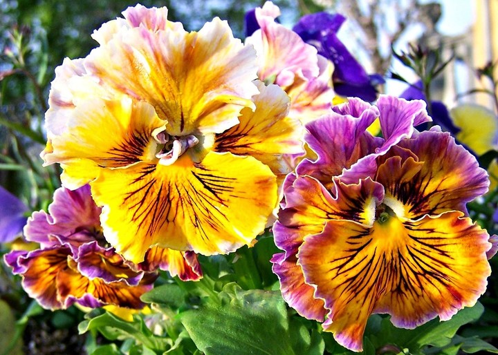 pansy