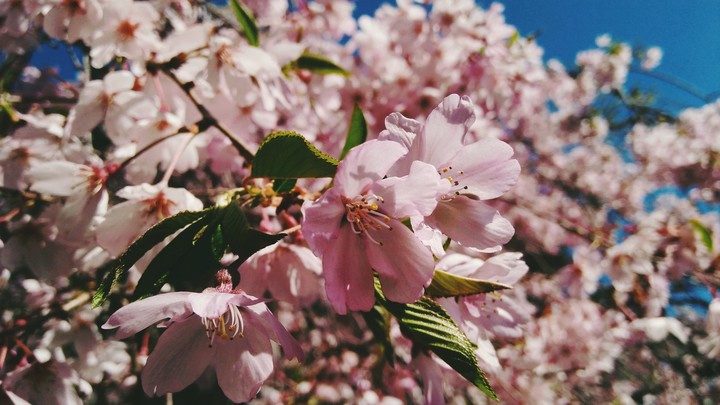 spring