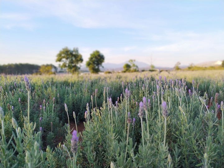 Lavender