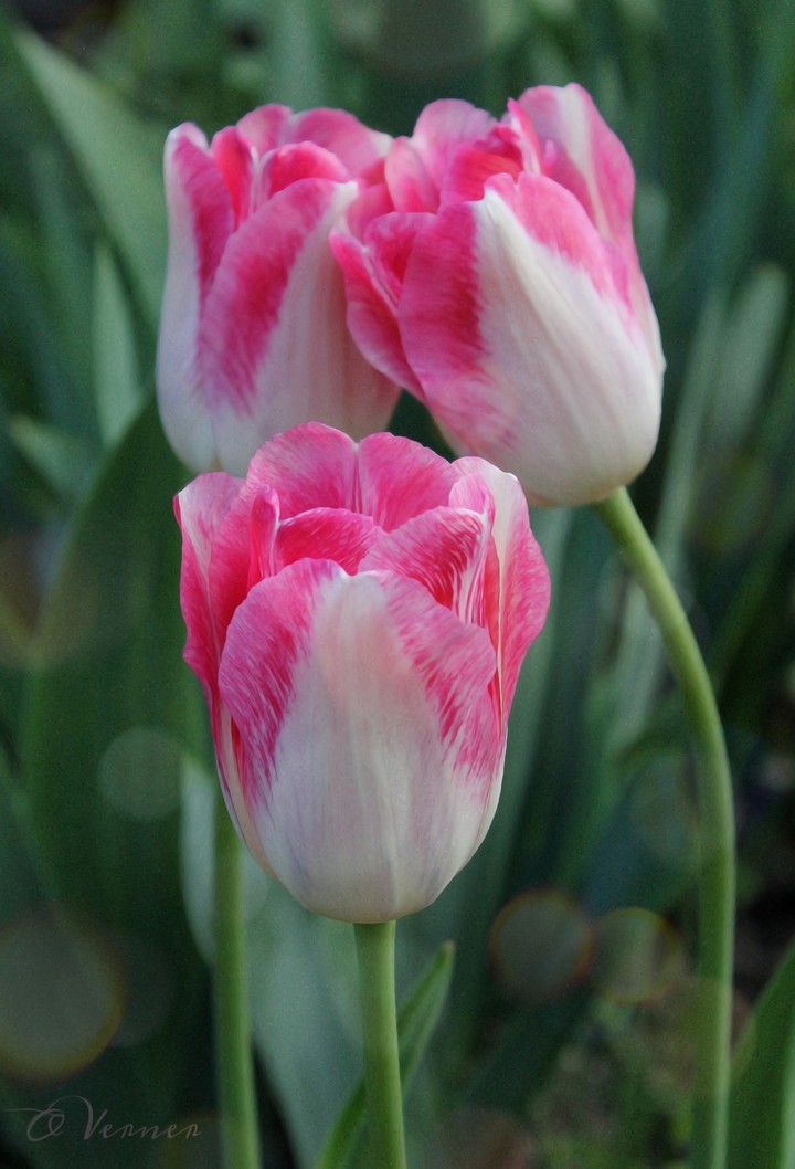 O.V. ❇️❤️❇️ from my garden