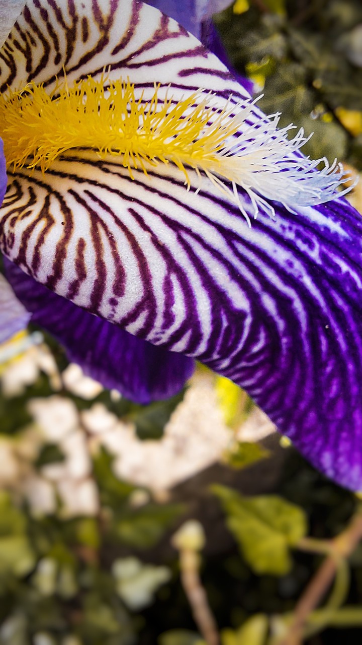 Purple Flower