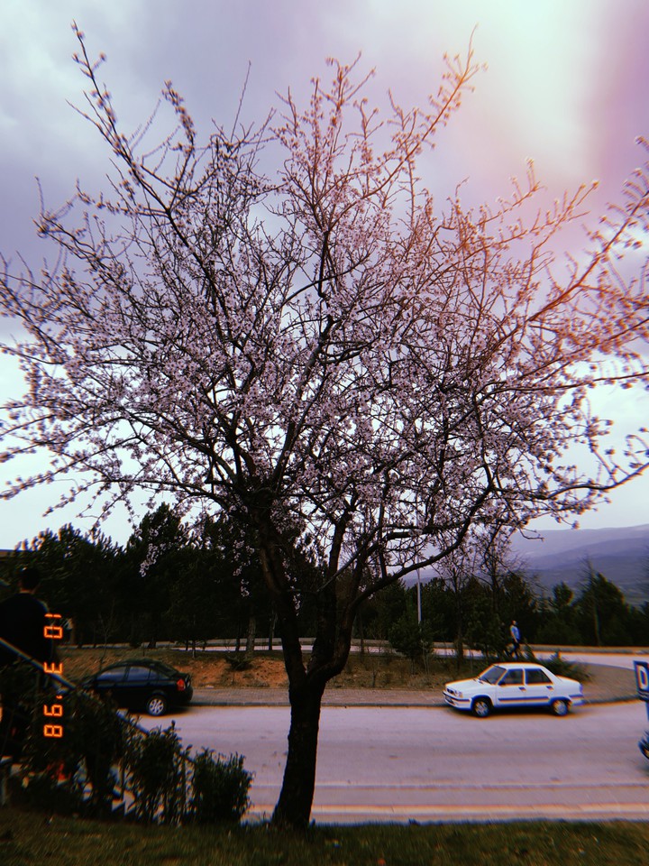 tree