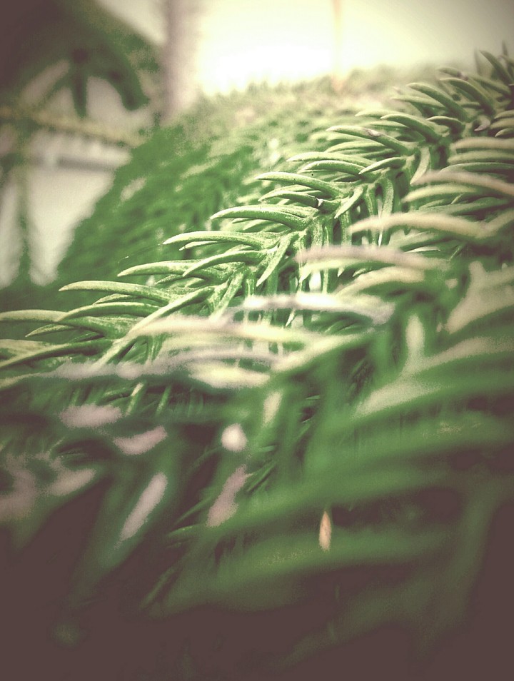 coniferous tree