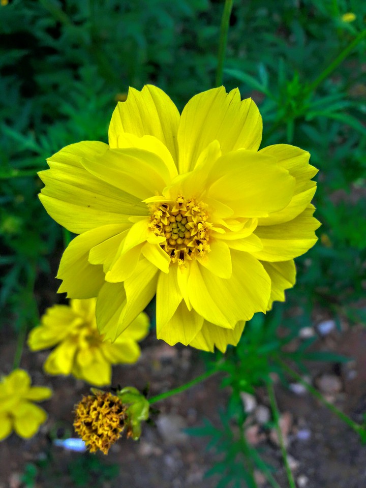 flowers
