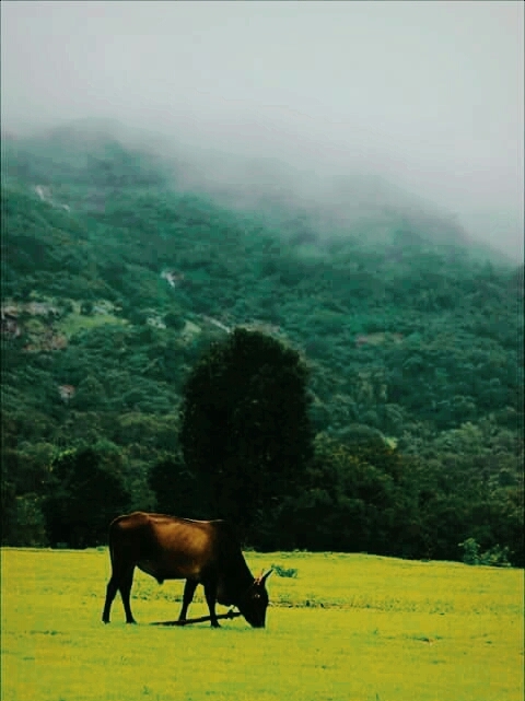 Nature