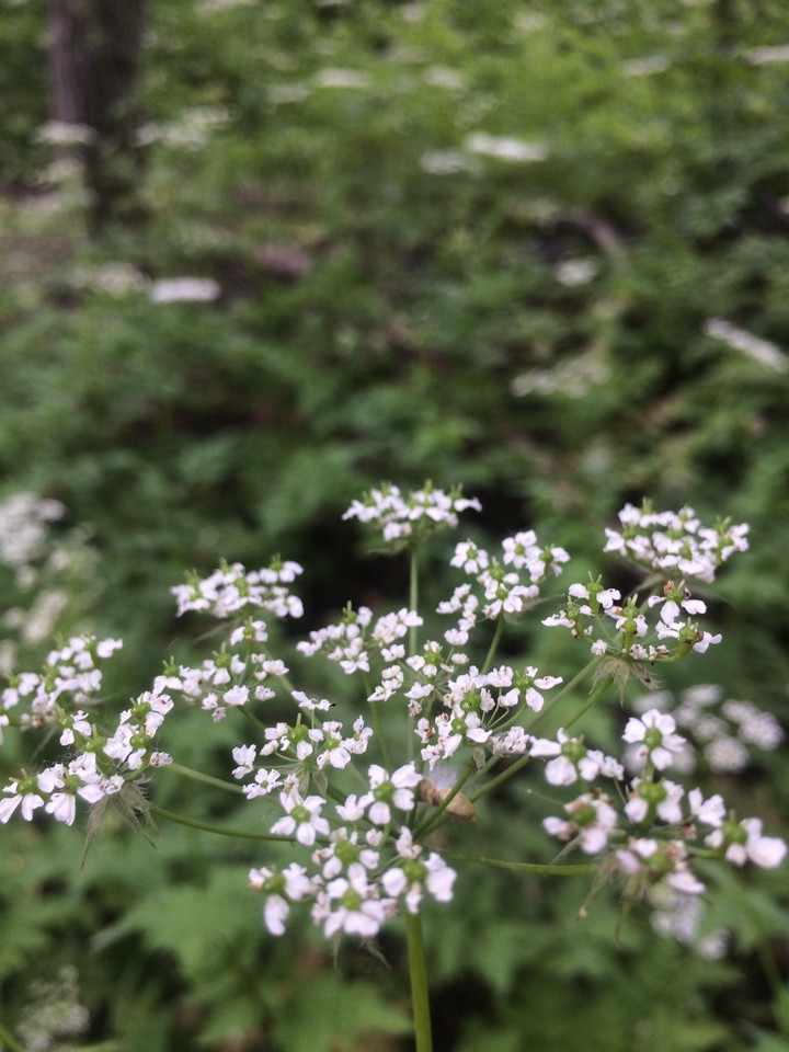 nature