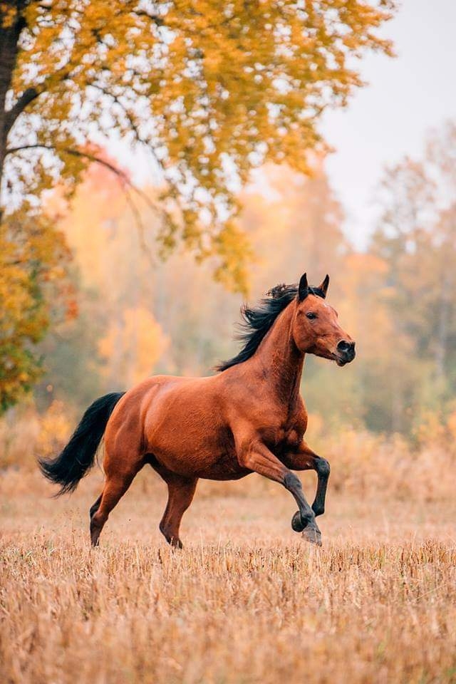 horse...