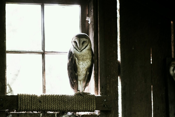 My Grandpa owl
