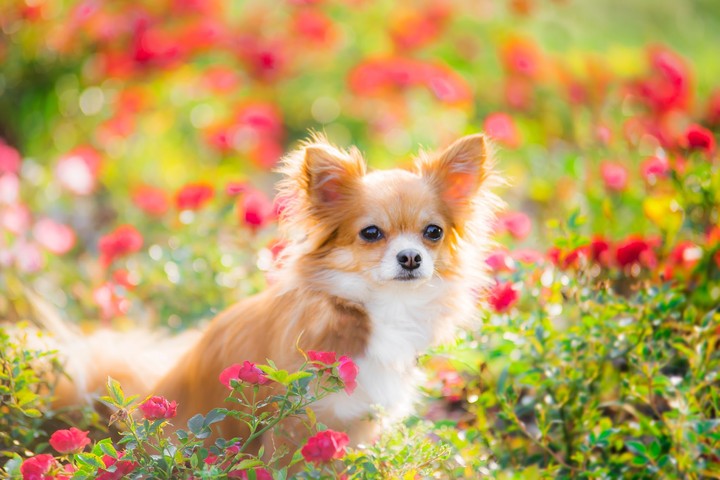 cute dog