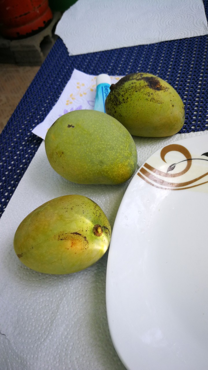 fresh Mango from Mamas tree