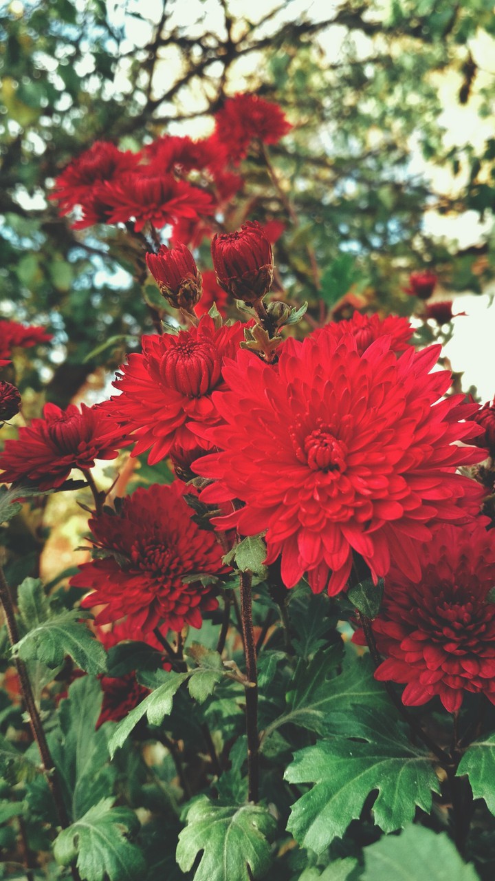 autumn flowers pt.2