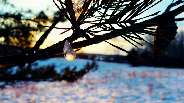 first frost