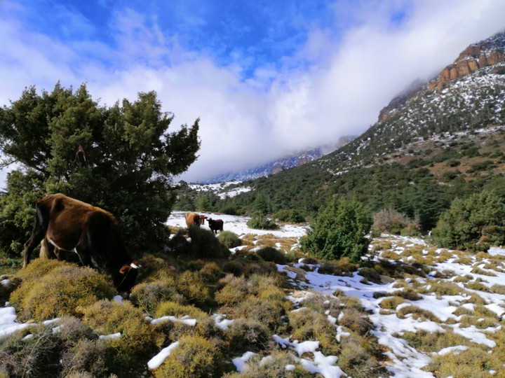 winter #Batna Dz
